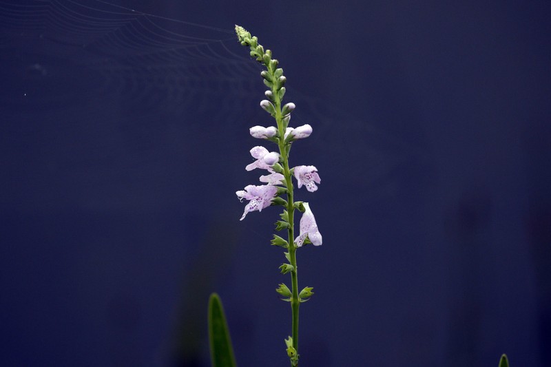 Slender False Dragonhead photo 2