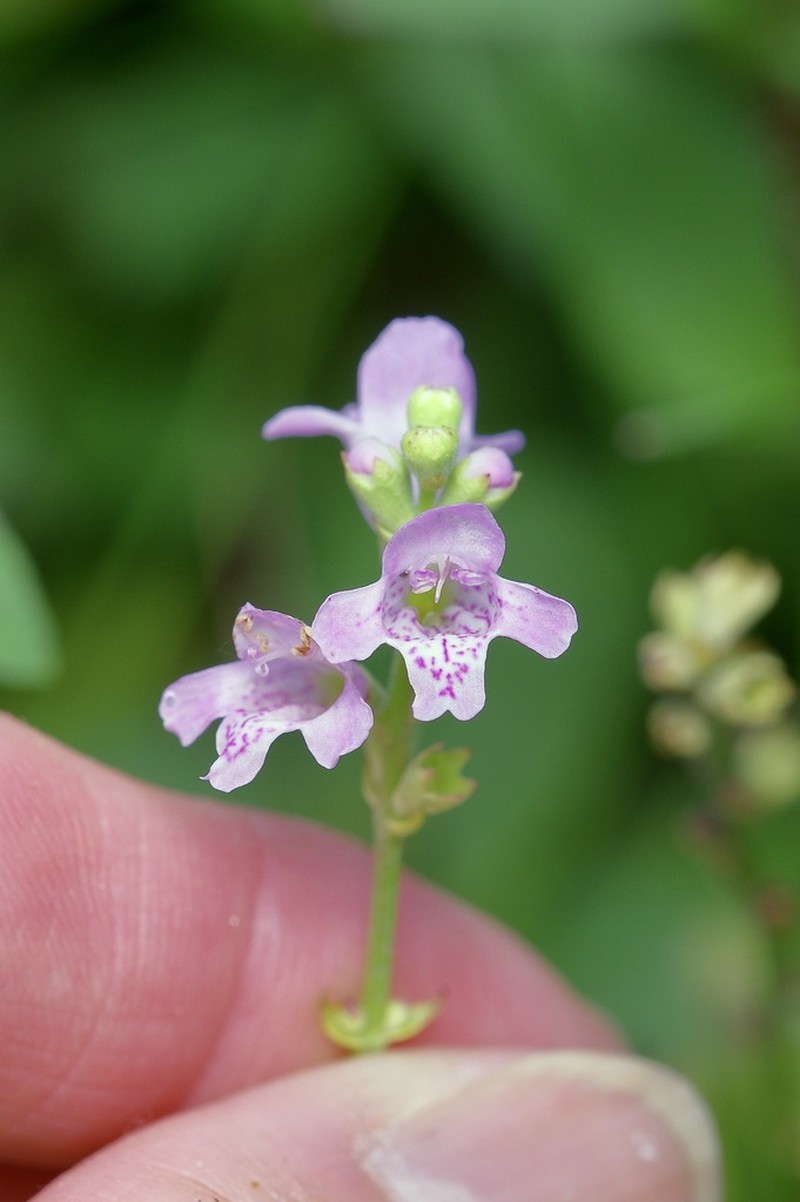 Slender False Dragonhead photo 3