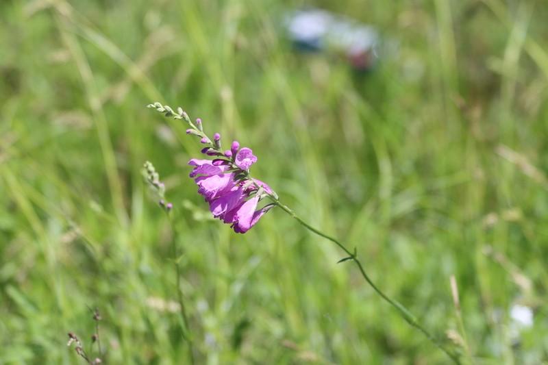 Slender False Dragonhead photo 4