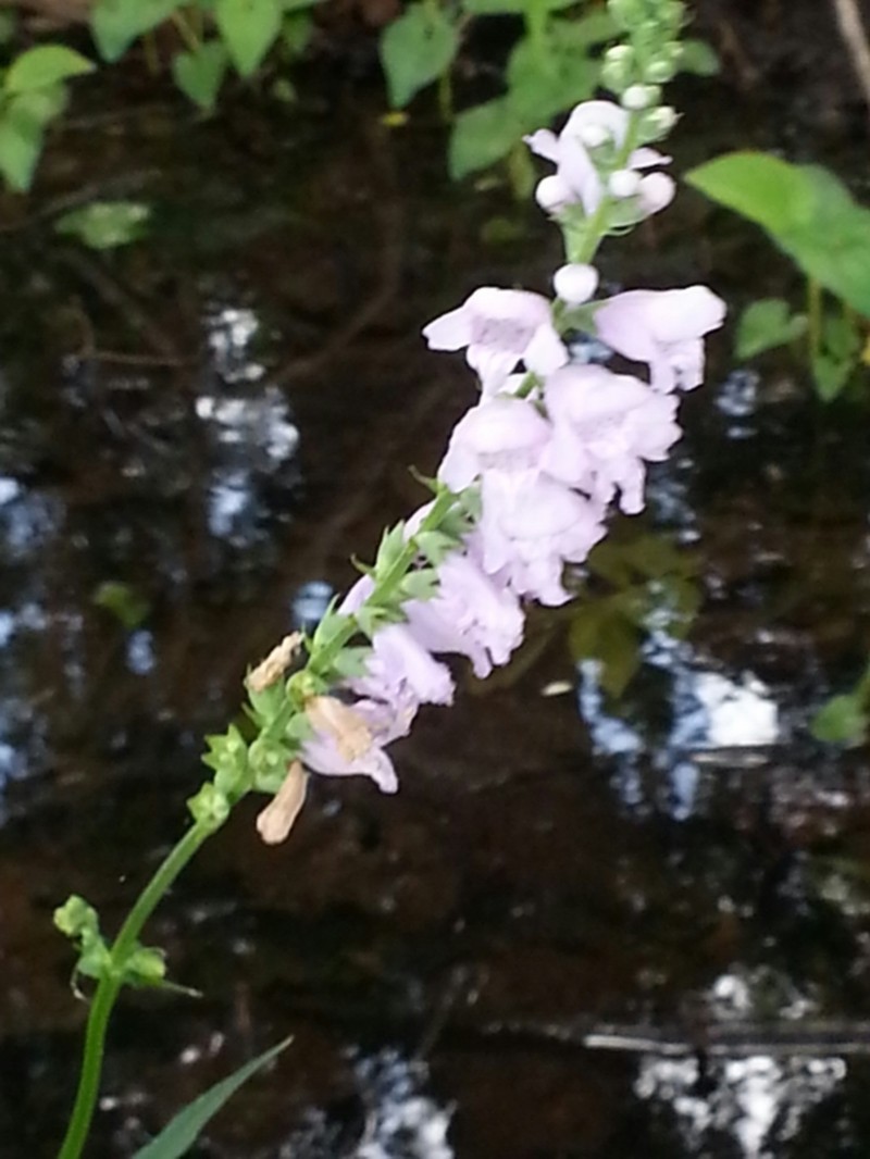 Slender False Dragonhead photo 5
