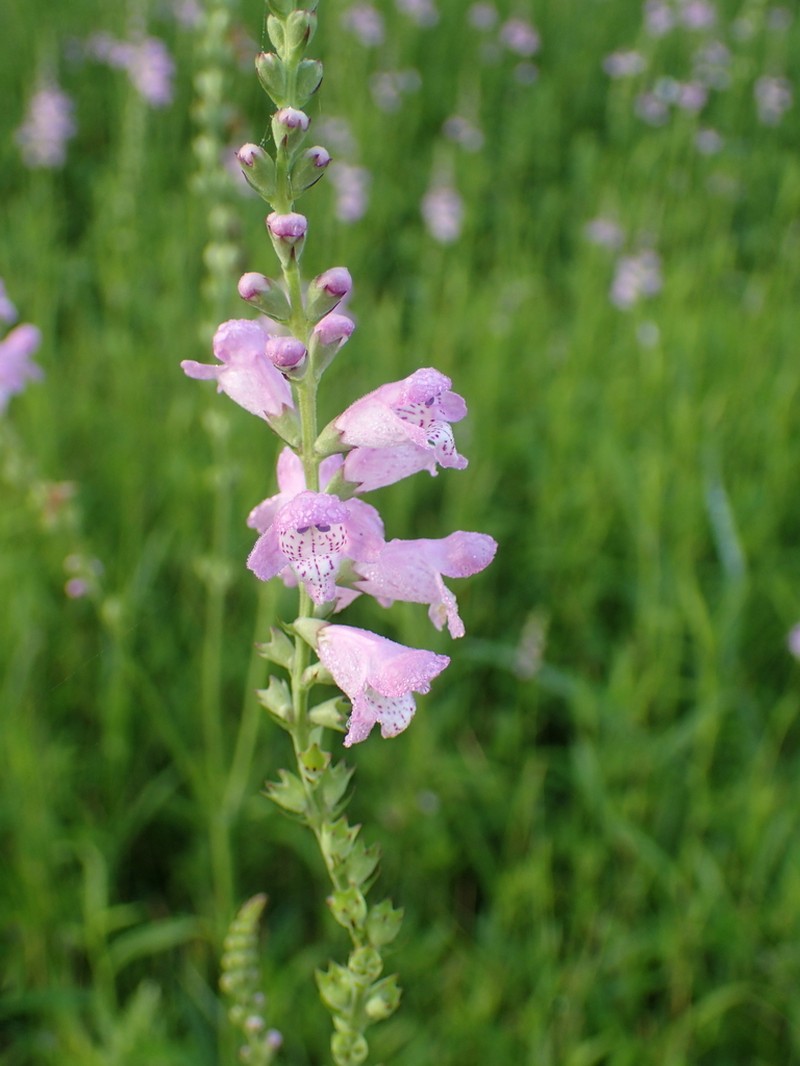 Slender False Dragonhead photo 6