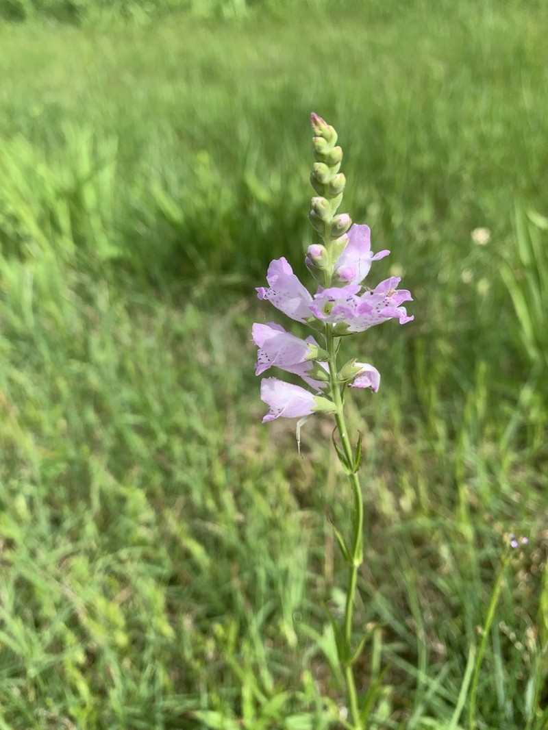 Slender False Dragonhead photo 7