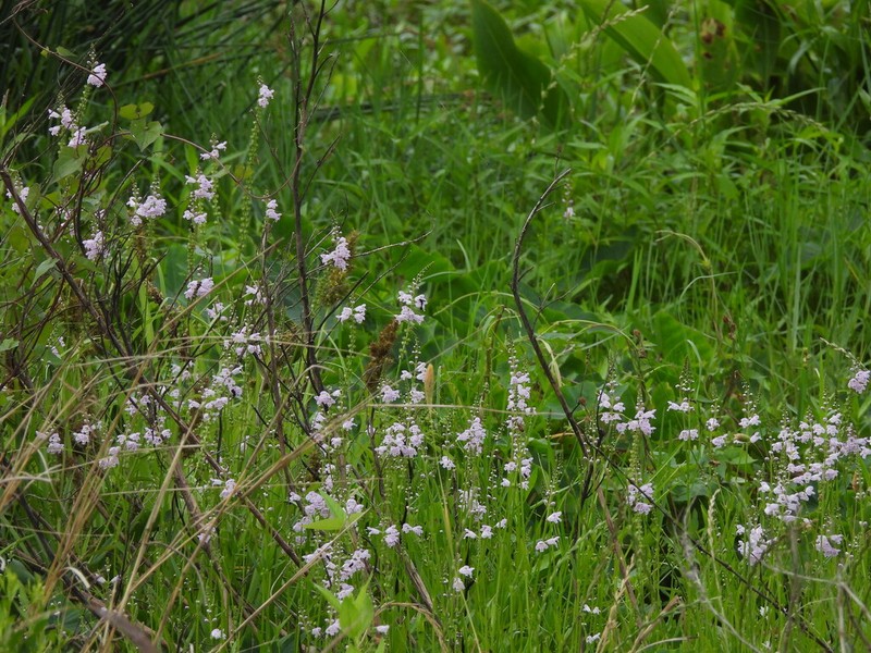 Slender False Dragonhead photo 8