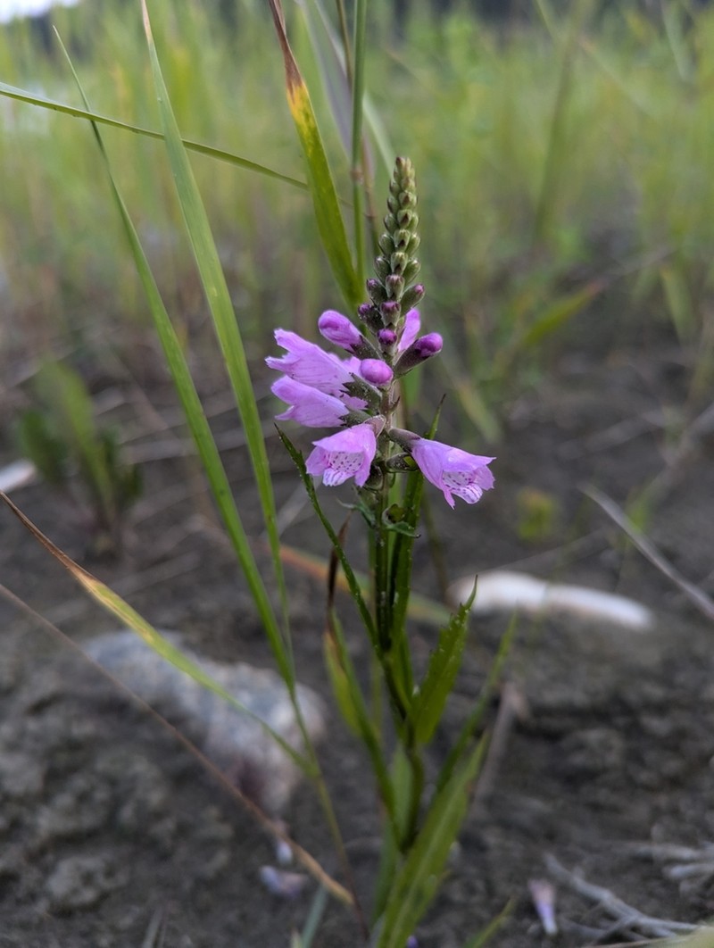 Ledingham's False Dragonhead