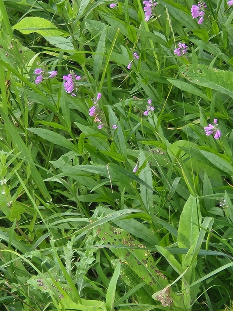 Ledingham's False Dragonhead photo 2