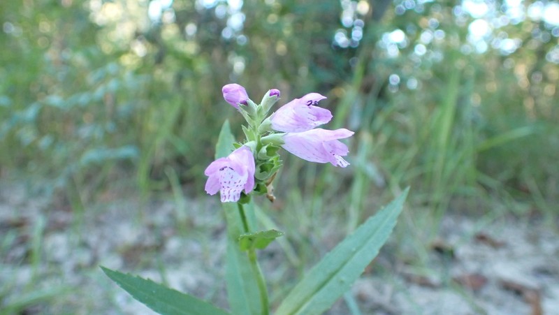 Ledingham's False Dragonhead photo 3