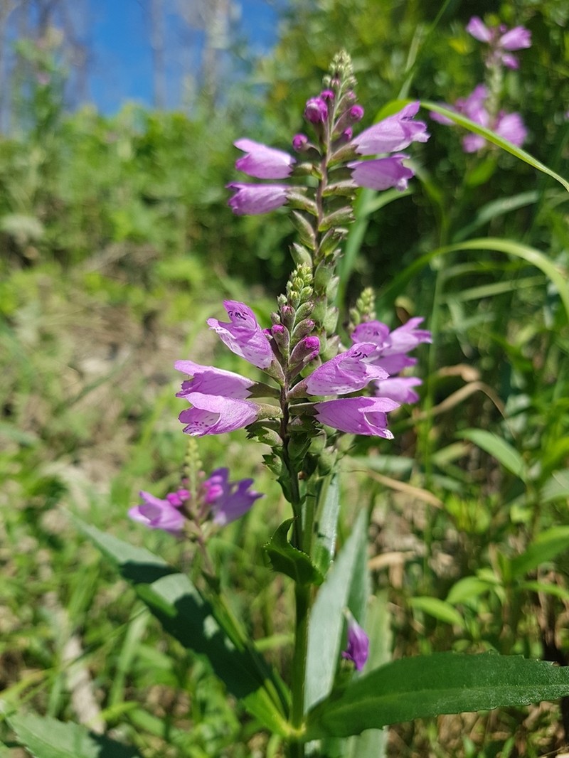Ledingham's False Dragonhead photo 4