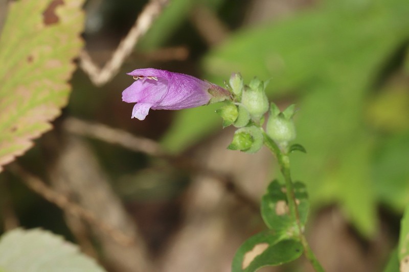 Ledingham's False Dragonhead photo 5