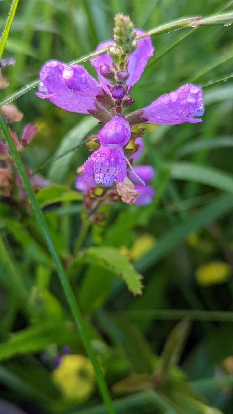 Ledingham's False Dragonhead photo 6