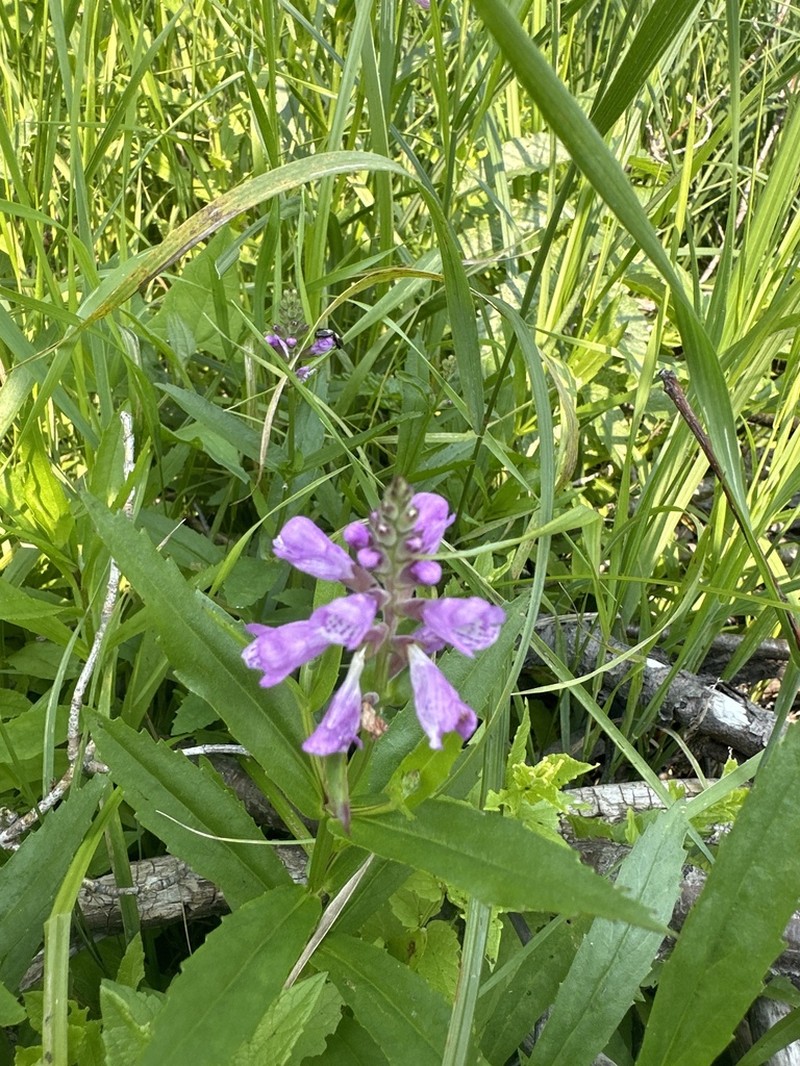 Ledingham's False Dragonhead photo 7