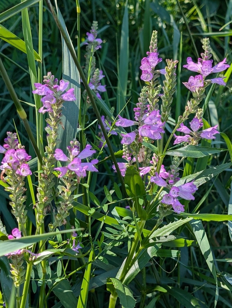 Ledingham's False Dragonhead photo 8