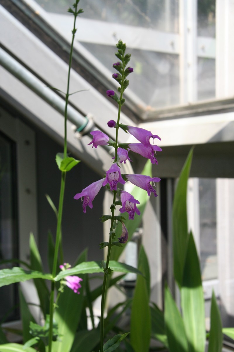 Slenderleaf False Dragonhead photo 3