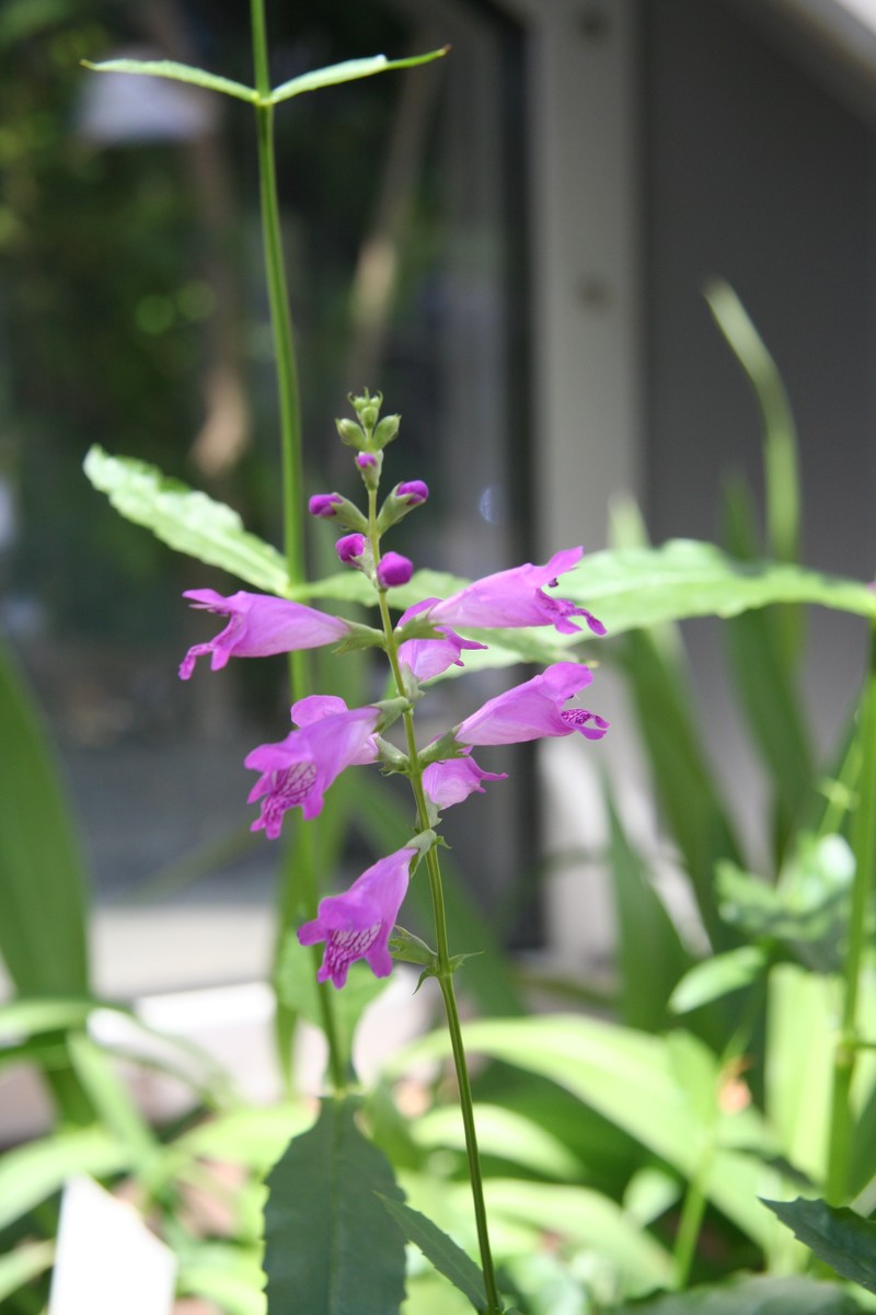 Slenderleaf False Dragonhead photo 4