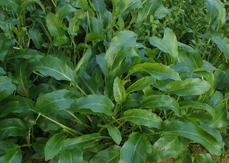 Slenderleaf False Dragonhead