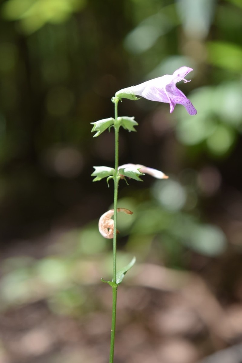 Slenderleaf False Dragonhead