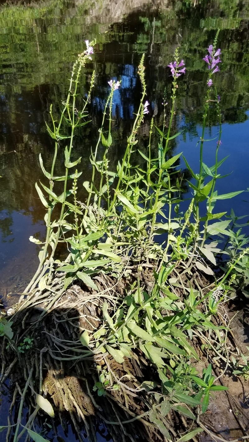 Slenderleaf False Dragonhead photo 2
