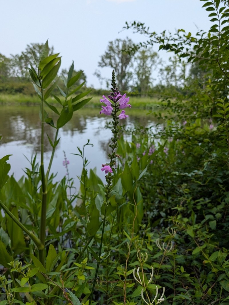 Slenderleaf False Dragonhead photo 4