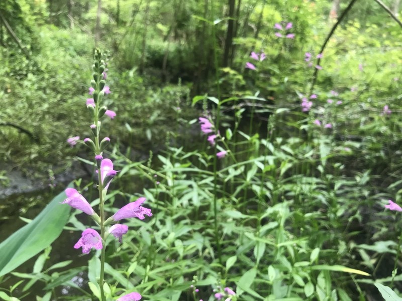 Slenderleaf False Dragonhead photo 5