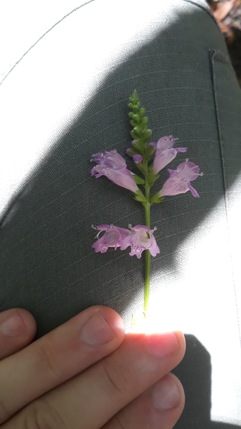 Slenderleaf False Dragonhead photo 6