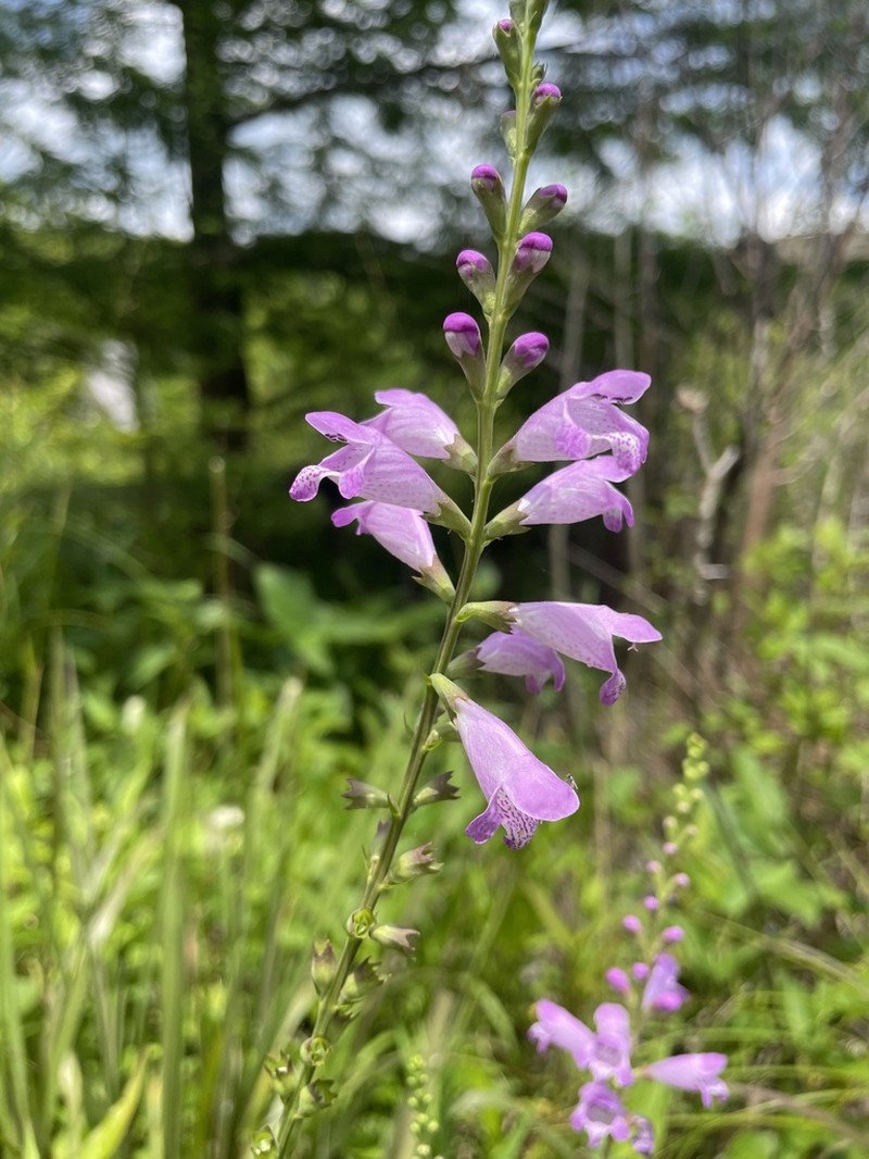 Slenderleaf False Dragonhead photo 7