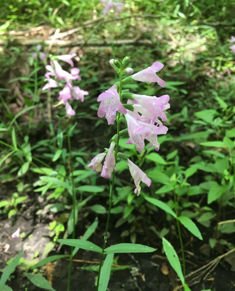 Slenderleaf False Dragonhead photo 8