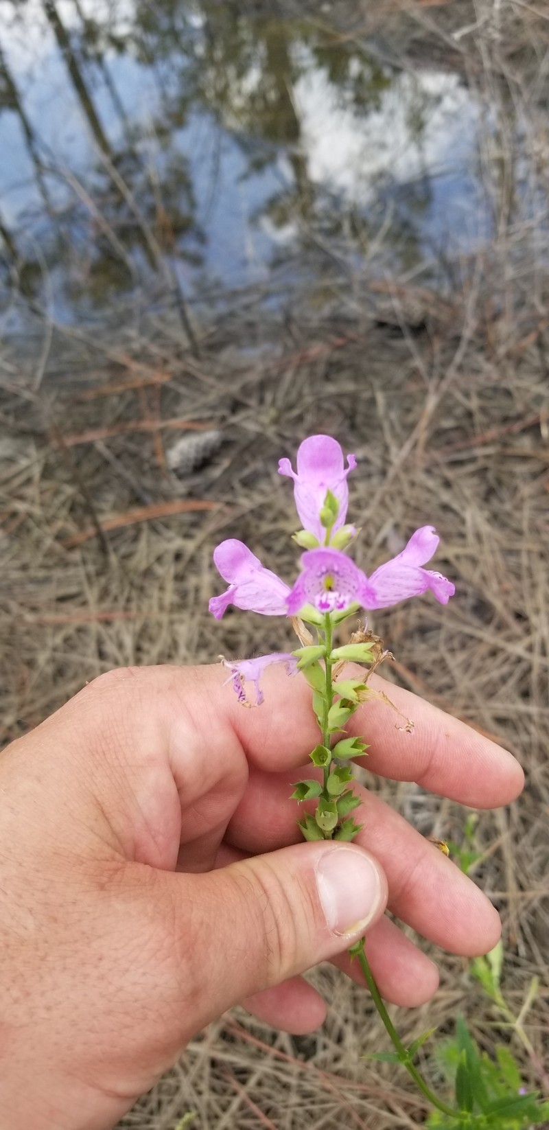 Longsepal False Dragonhead