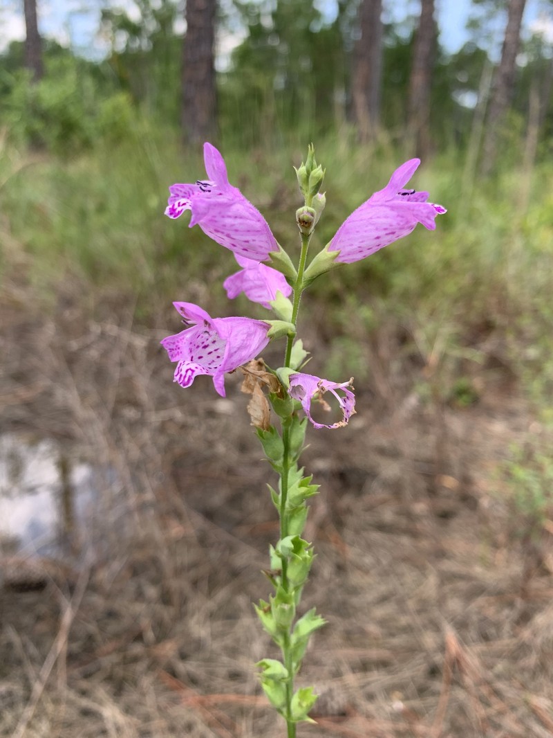 Longsepal False Dragonhead photo 2