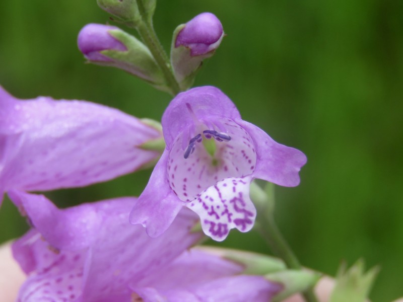 Longsepal False Dragonhead photo 3