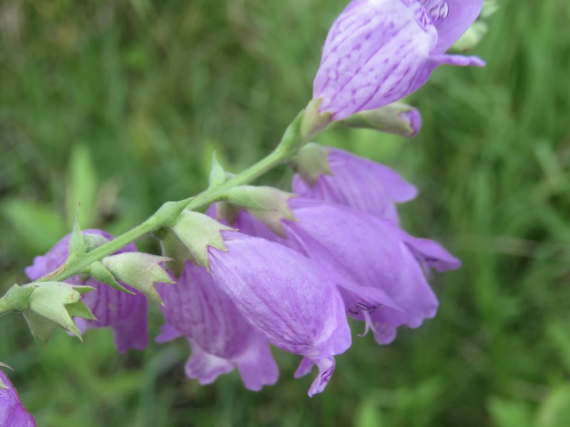Longsepal False Dragonhead photo 4