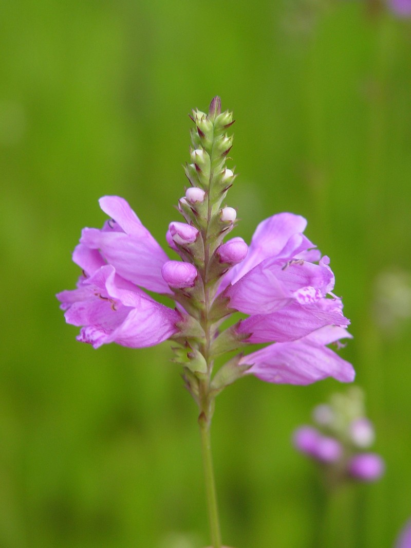 Longsepal False Dragonhead photo 5