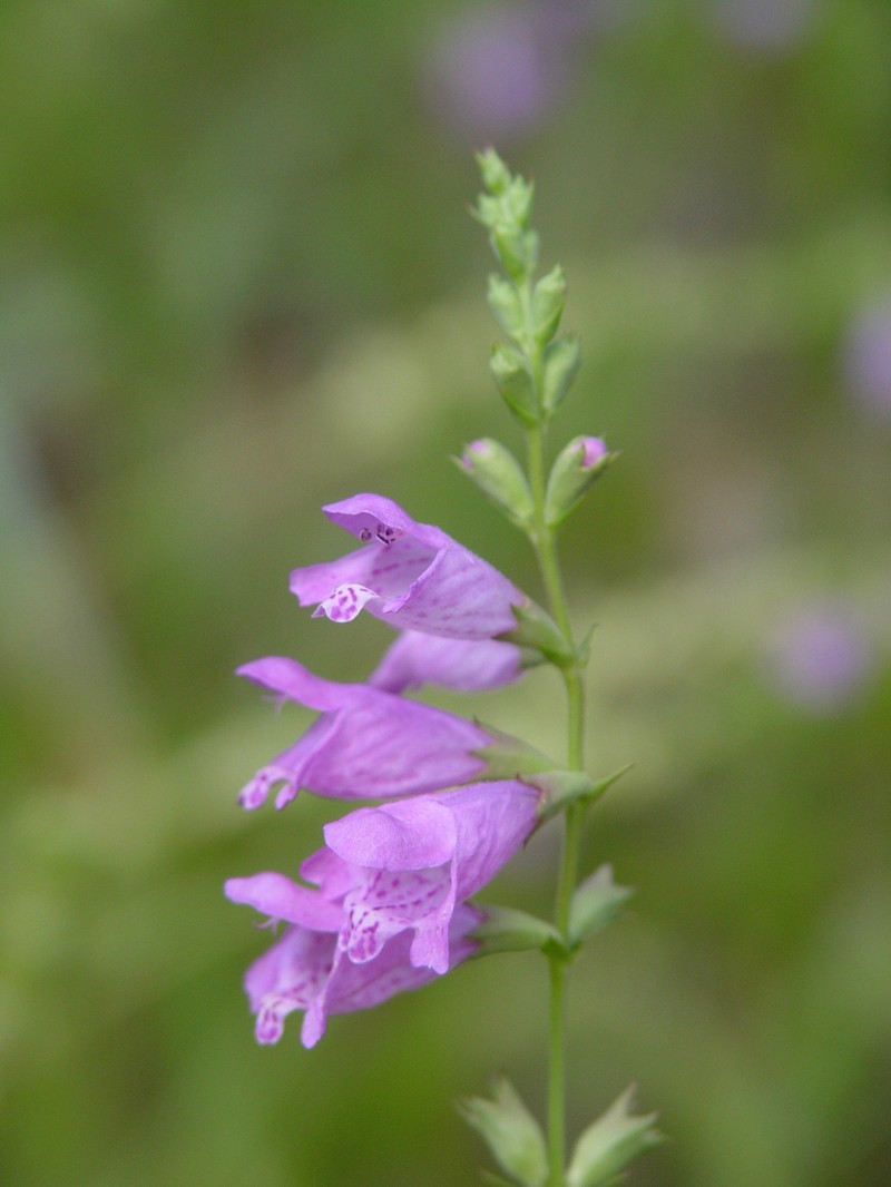 Longsepal False Dragonhead photo 6