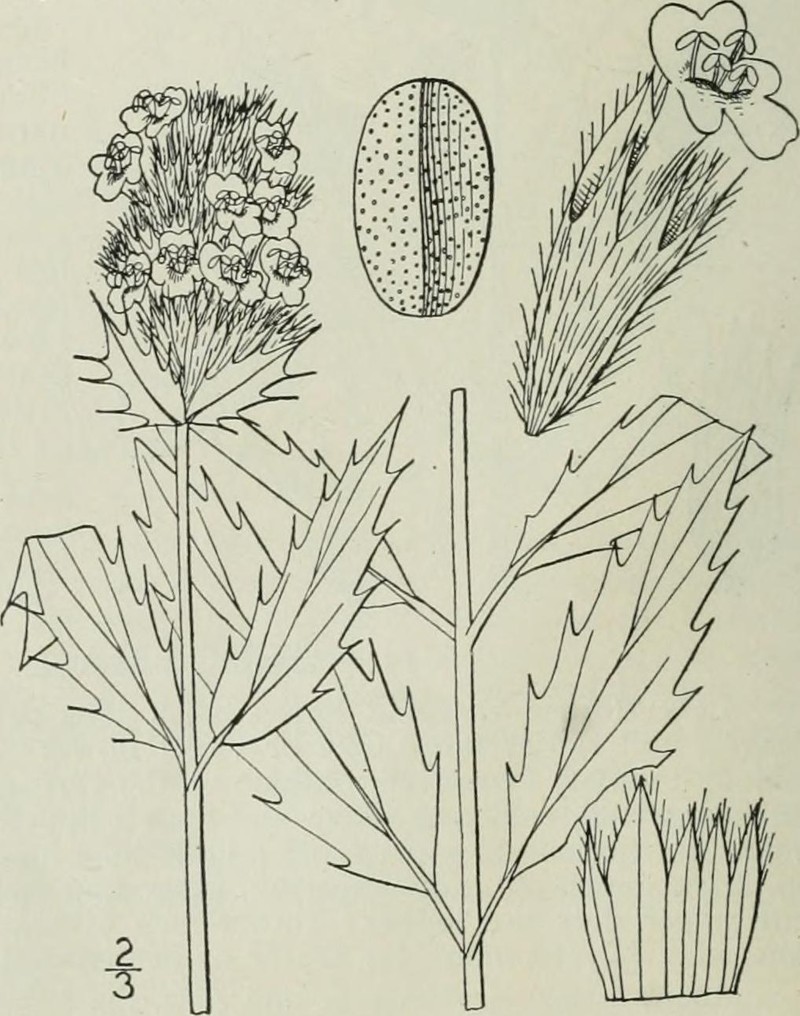 Western False Dragonhead