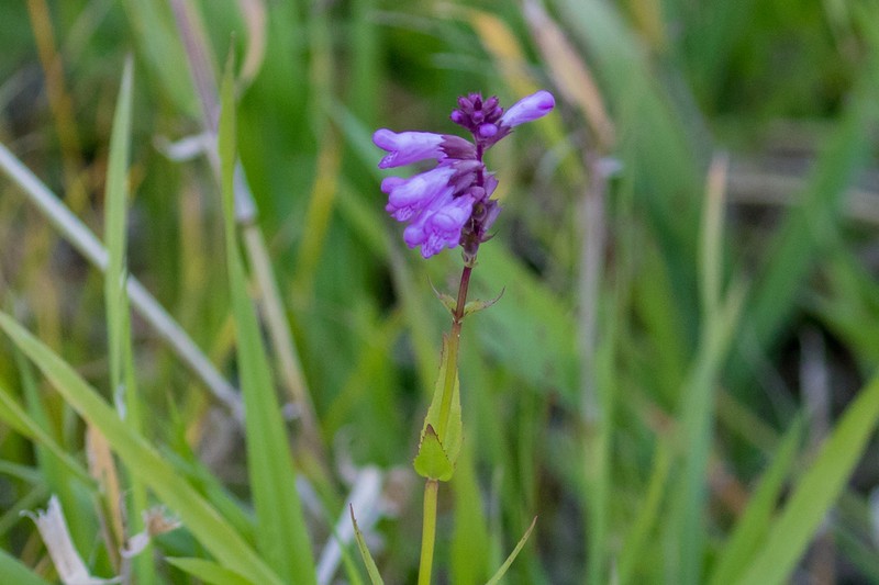 Western False Dragonhead
