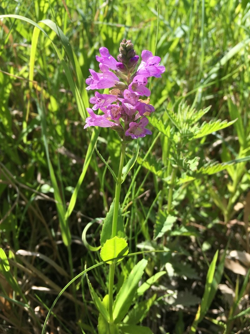 Western False Dragonhead photo 2