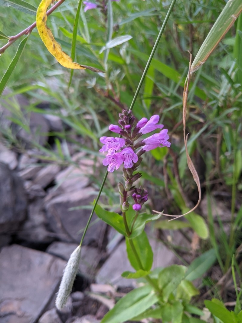 Western False Dragonhead photo 3