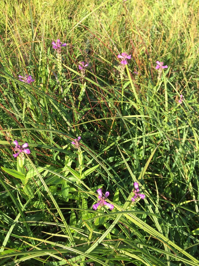 Western False Dragonhead photo 4