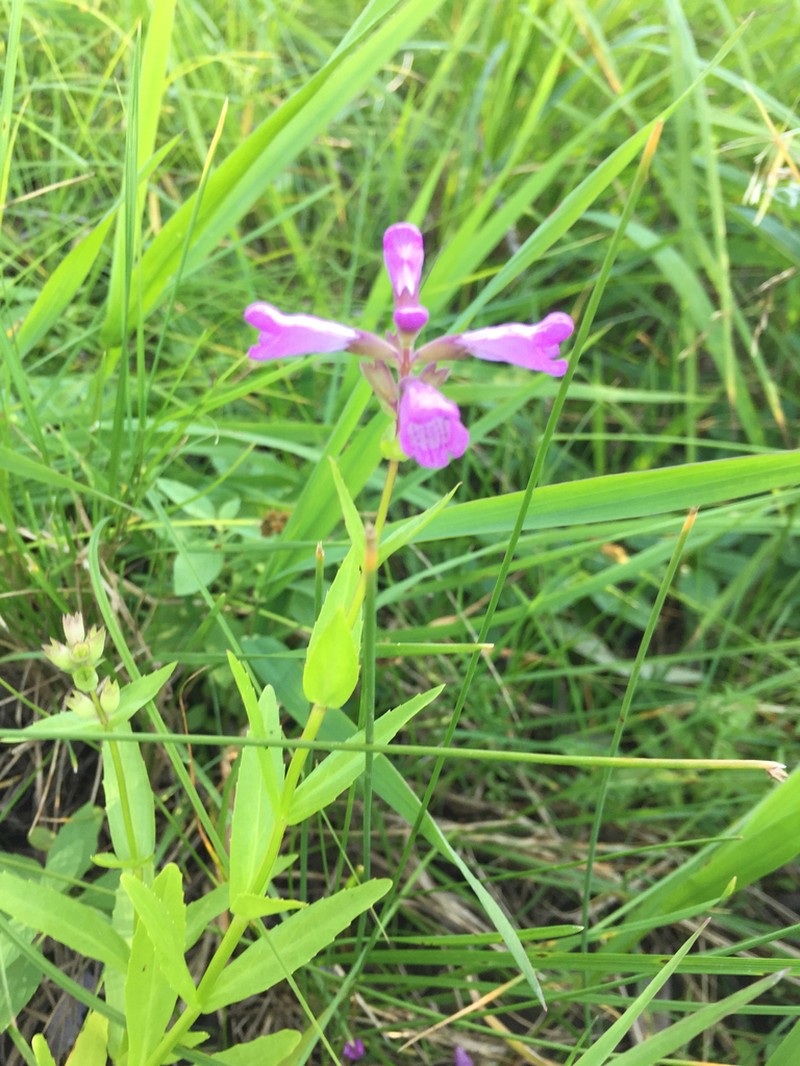Western False Dragonhead photo 5