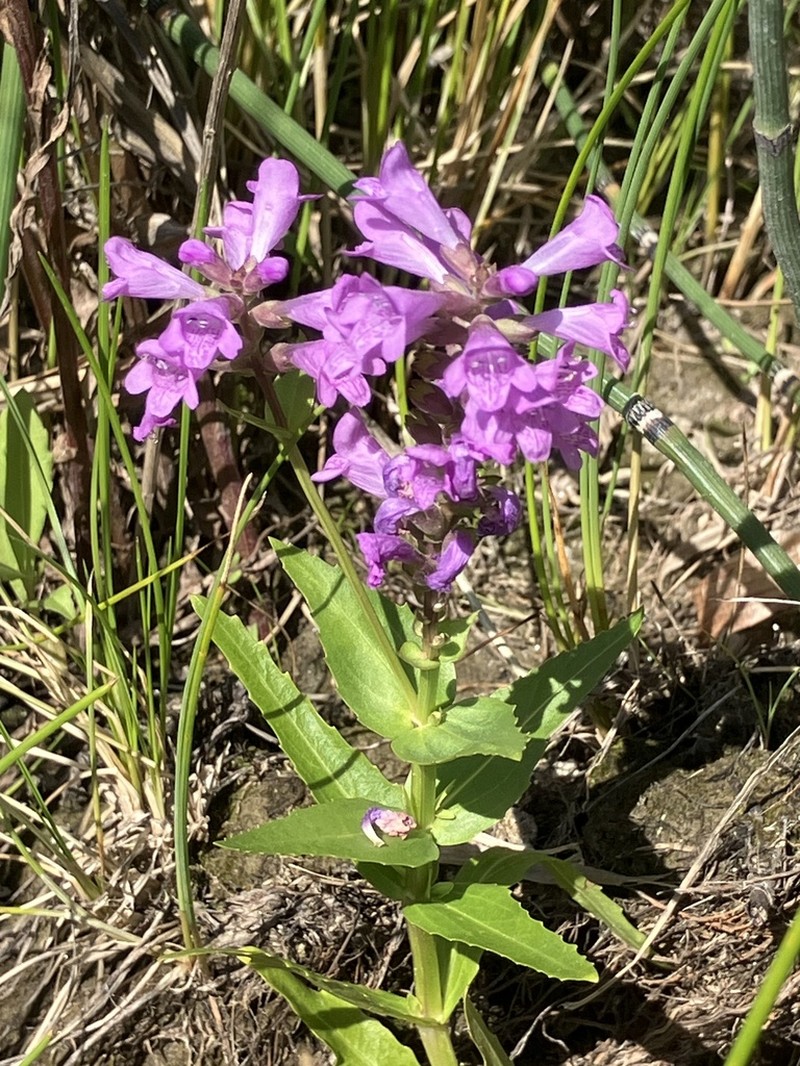 Western False Dragonhead photo 6