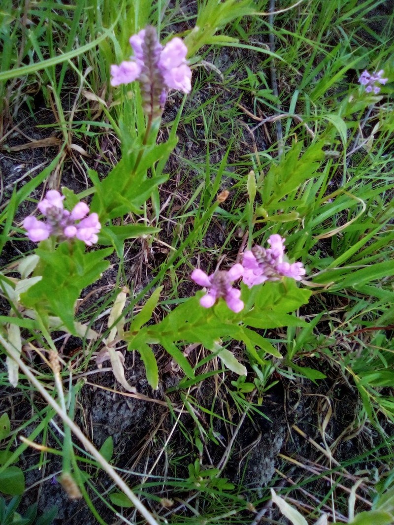 Western False Dragonhead photo 7