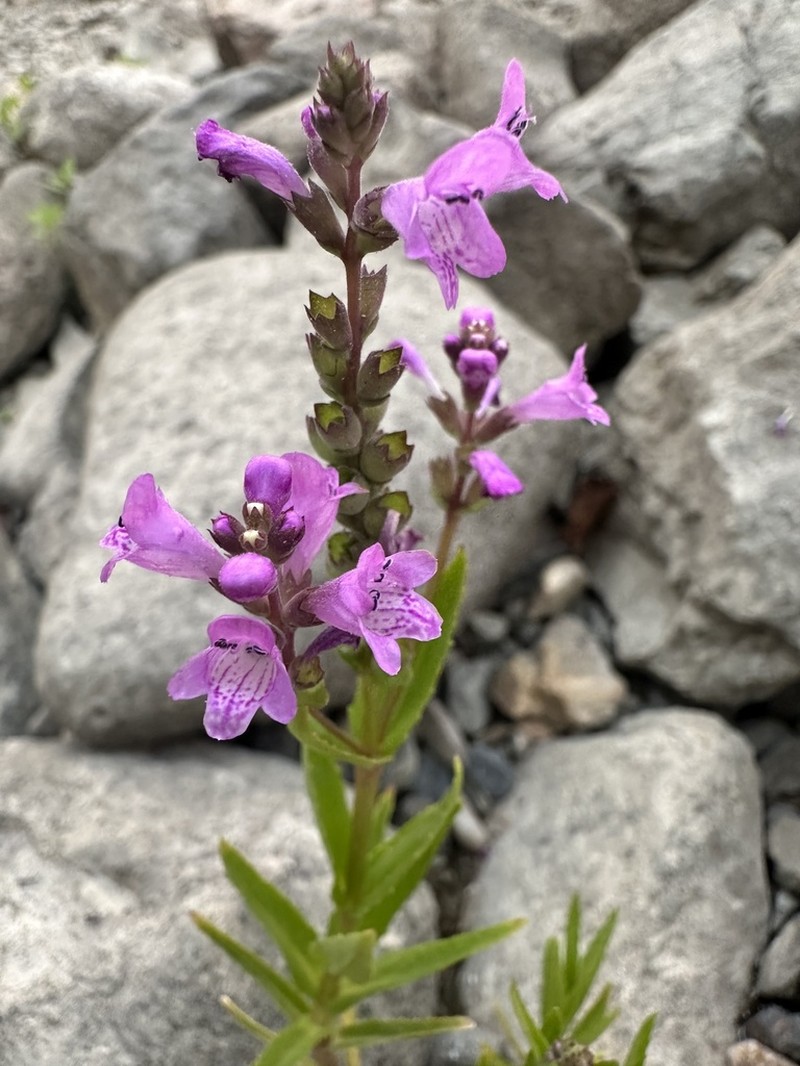 Western False Dragonhead photo 8