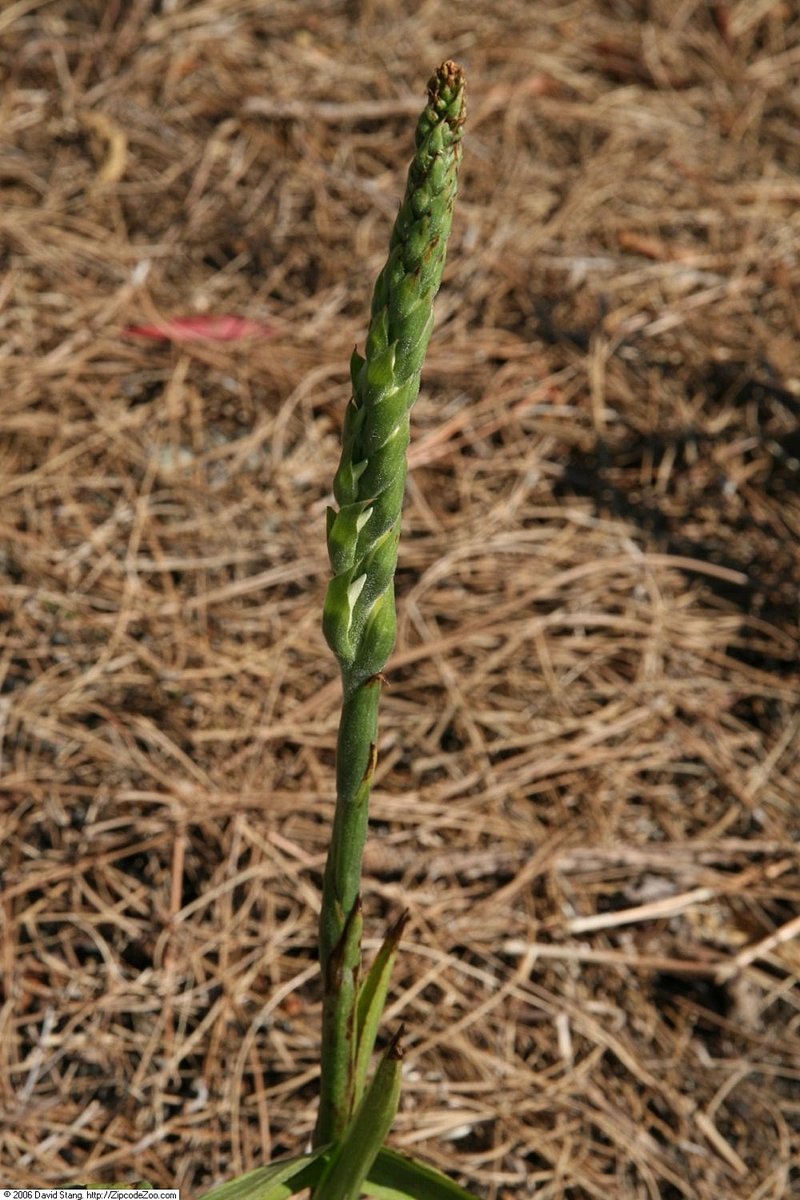 Eastern False Dragonhead