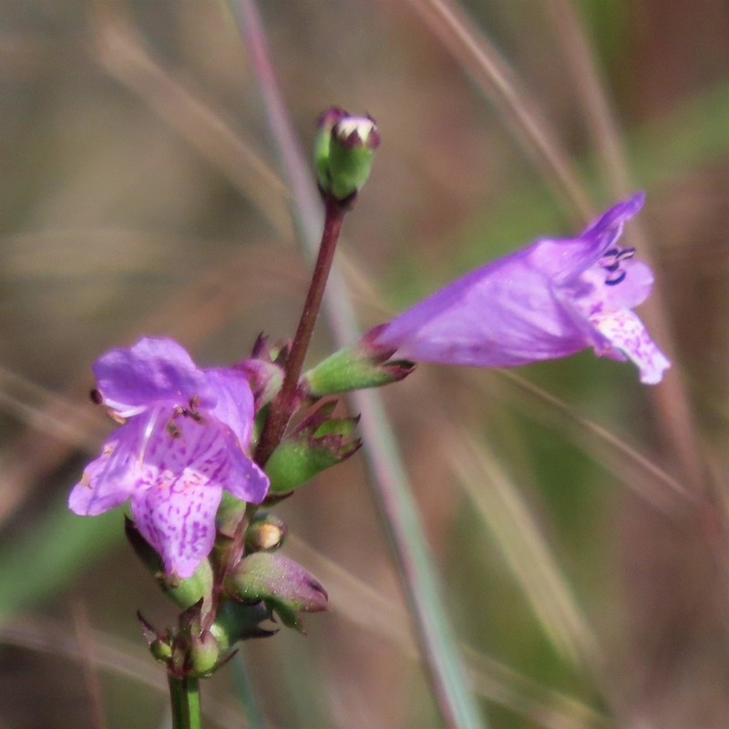Eastern False Dragonhead