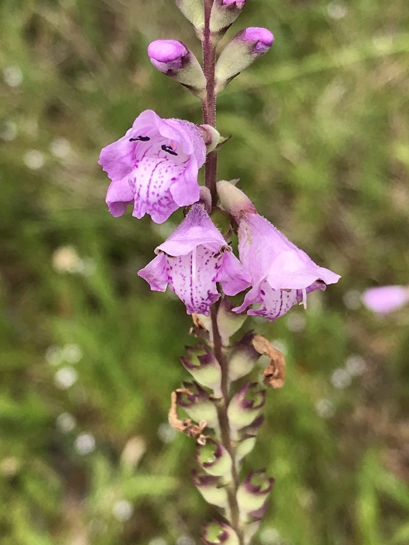 Eastern False Dragonhead photo 2