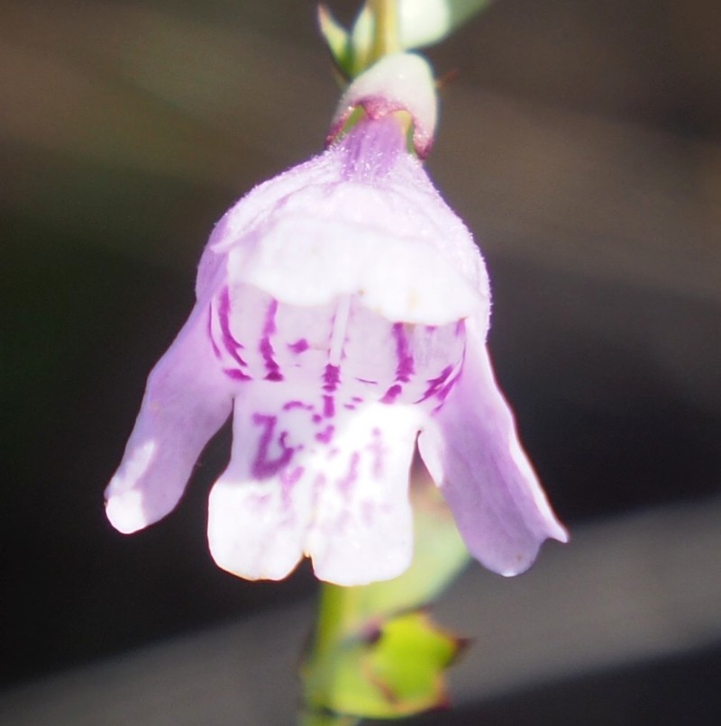 Eastern False Dragonhead photo 3