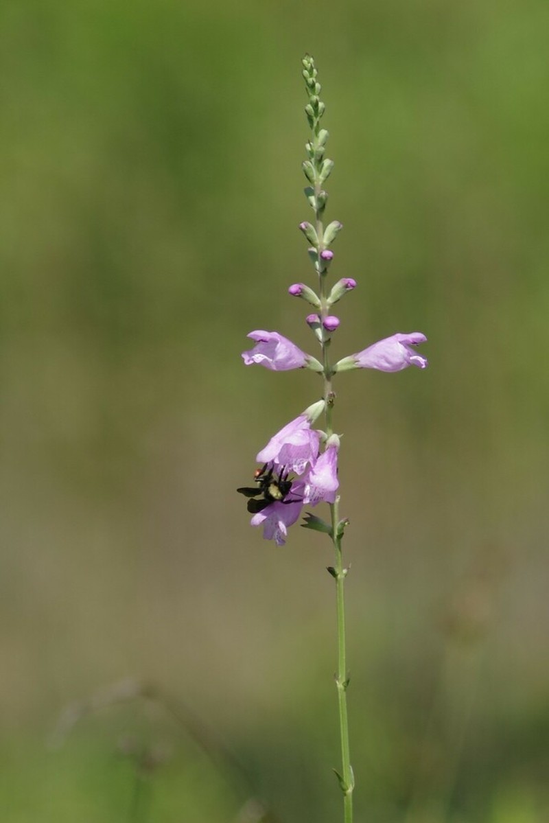 Eastern False Dragonhead photo 4