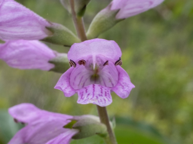 Eastern False Dragonhead photo 5
