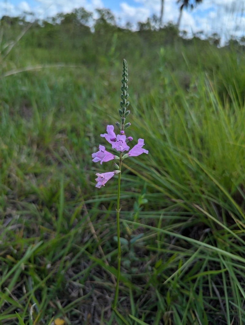 Eastern False Dragonhead photo 6