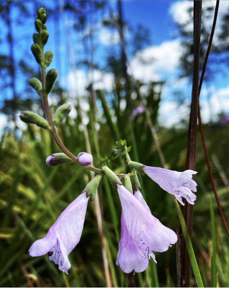 Eastern False Dragonhead photo 7