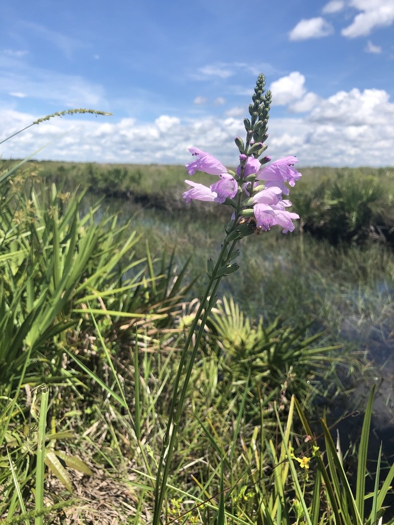 Eastern False Dragonhead photo 8