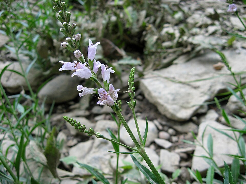 Obedient Plant photo 7